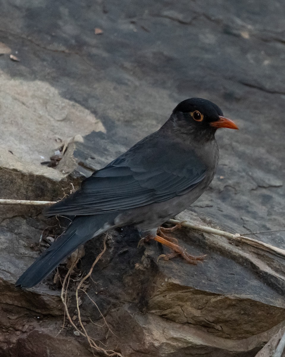 Indian Blackbird - Poorna T