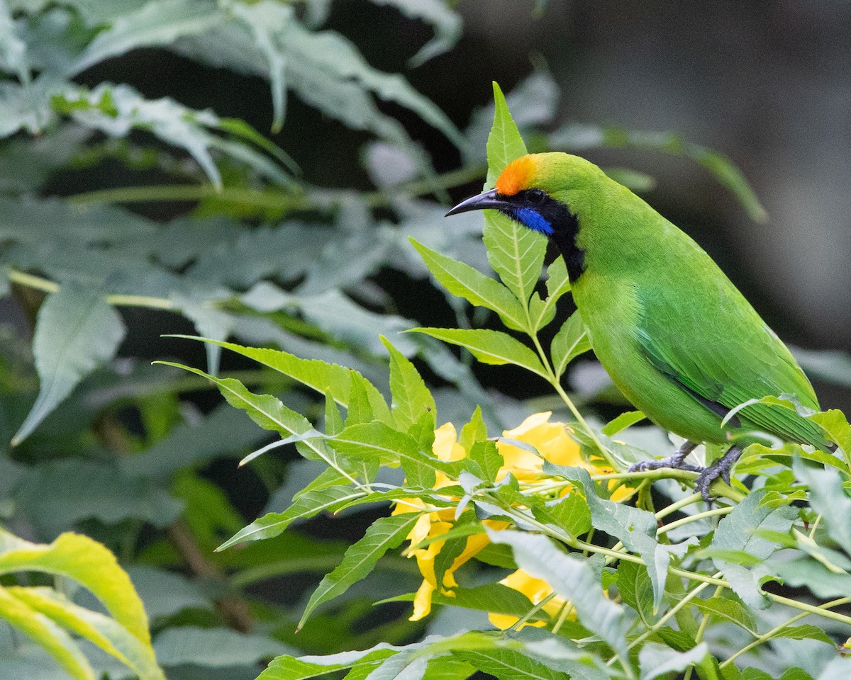 Golden-fronted Leafbird - ML128714491