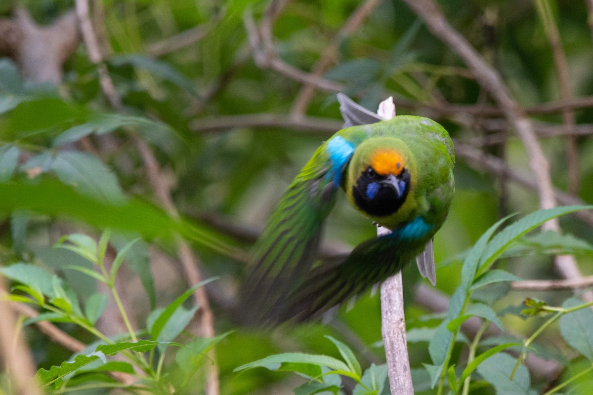 Golden-fronted Leafbird - ML128714511