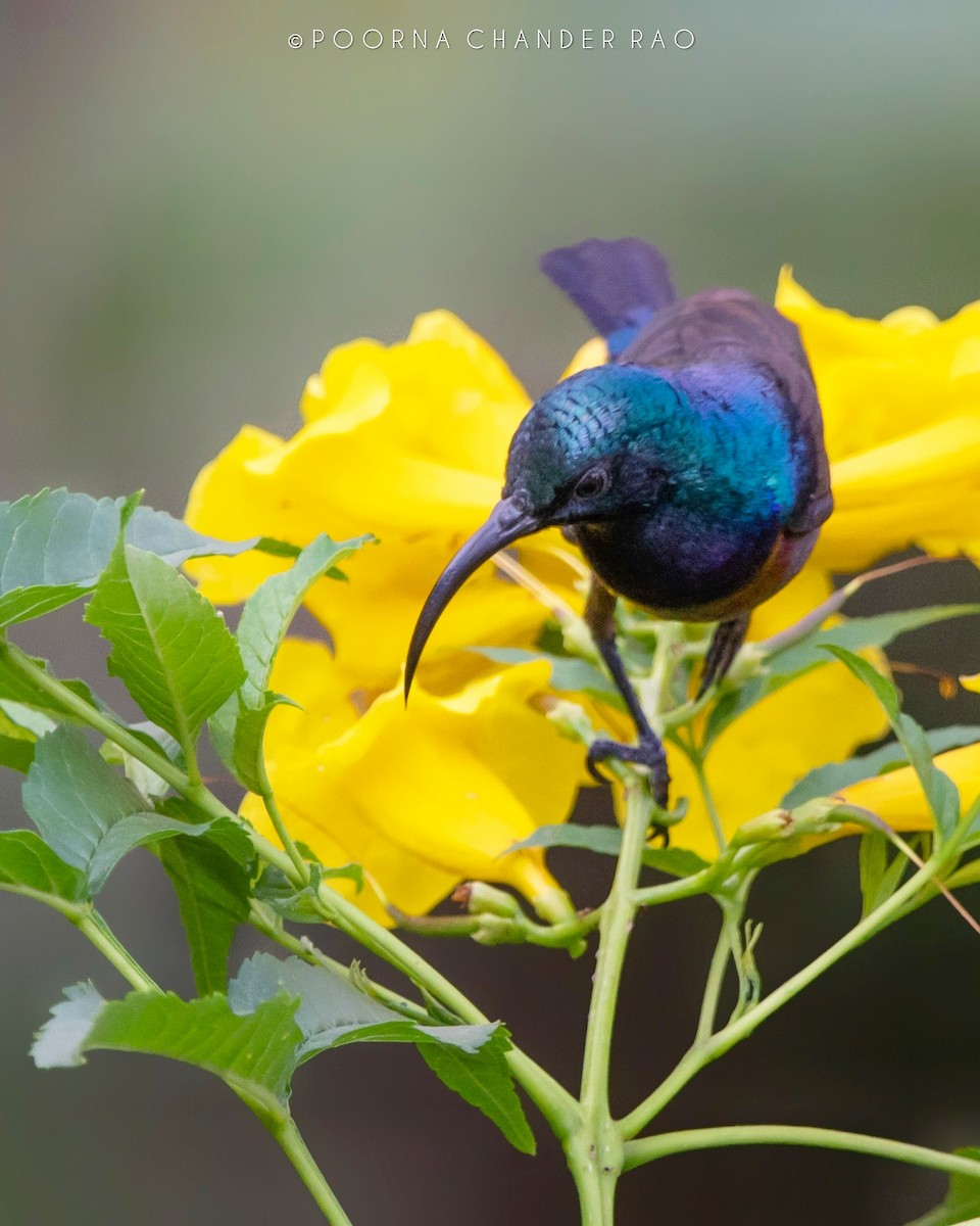 Loten's Sunbird - ML128714541
