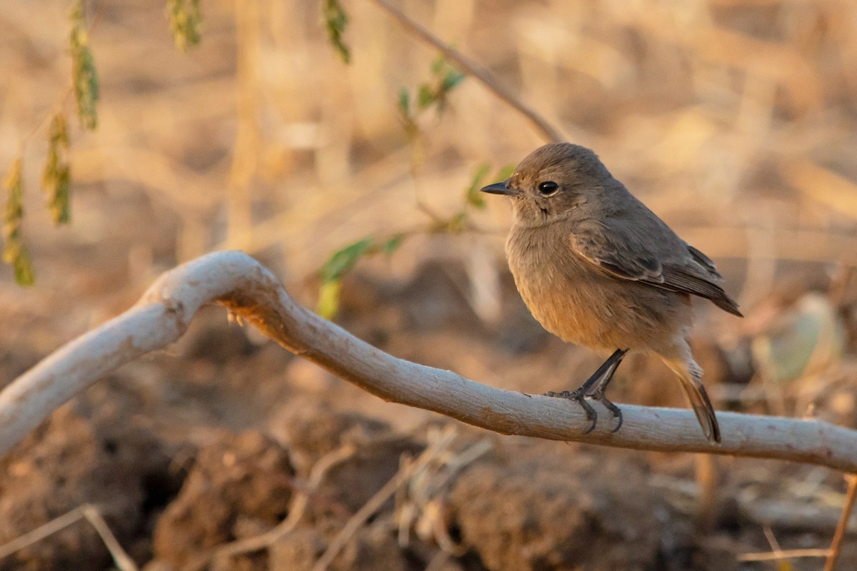 Pied Bushchat - ML128714591
