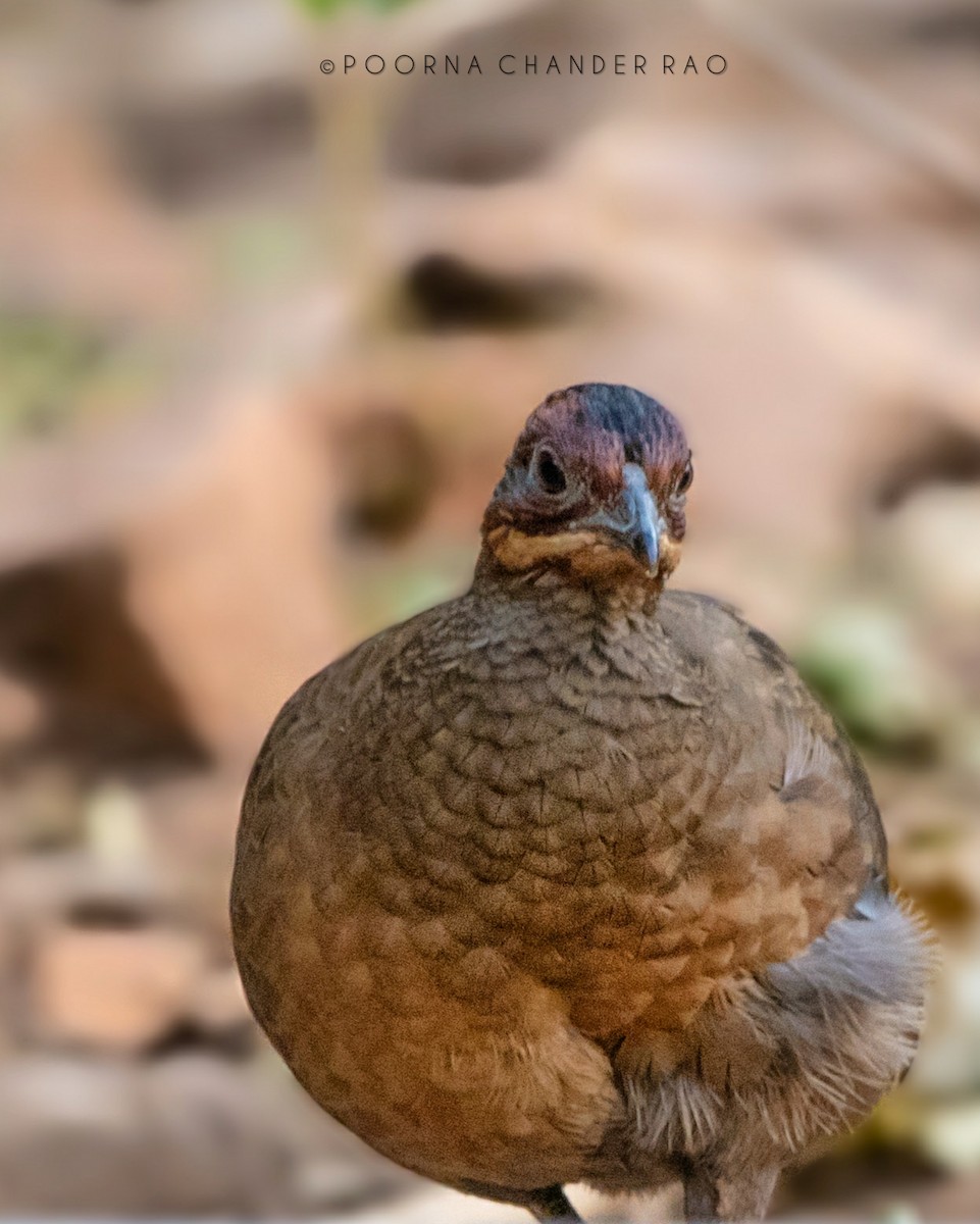 Painted Spurfowl - ML128715151