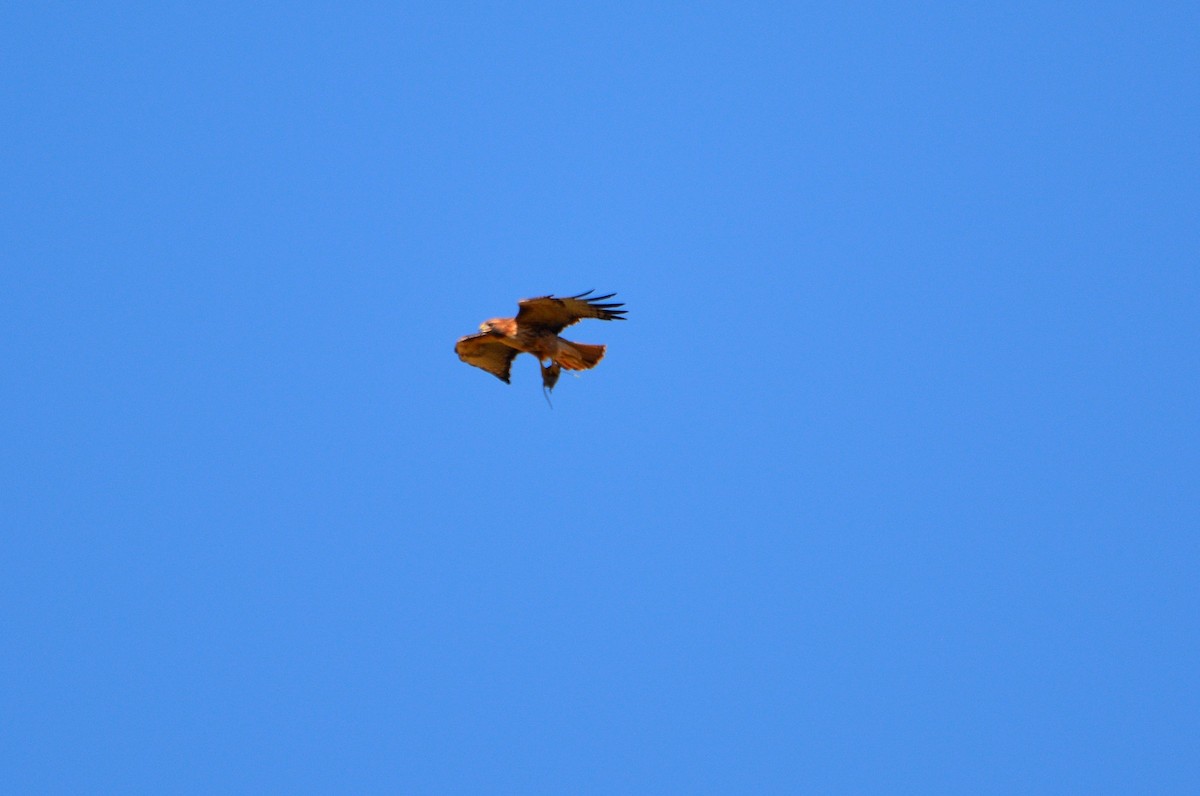 Red-tailed Hawk - ML128717521