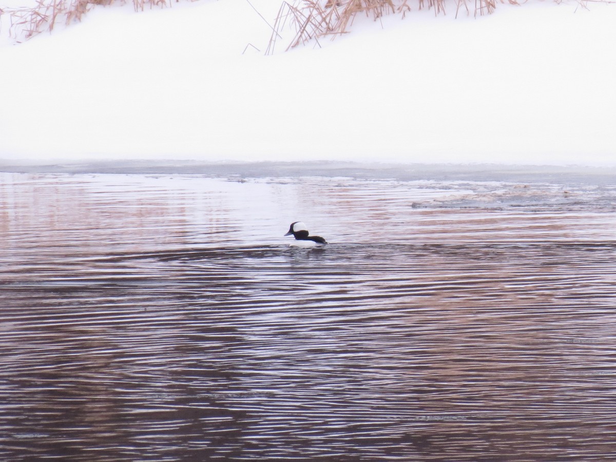 Bufflehead - Reuven Martin