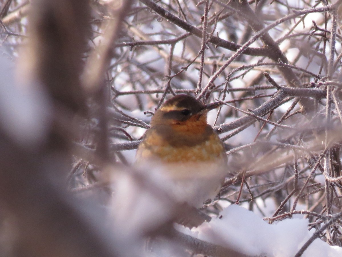 Varied Thrush - ML128717691