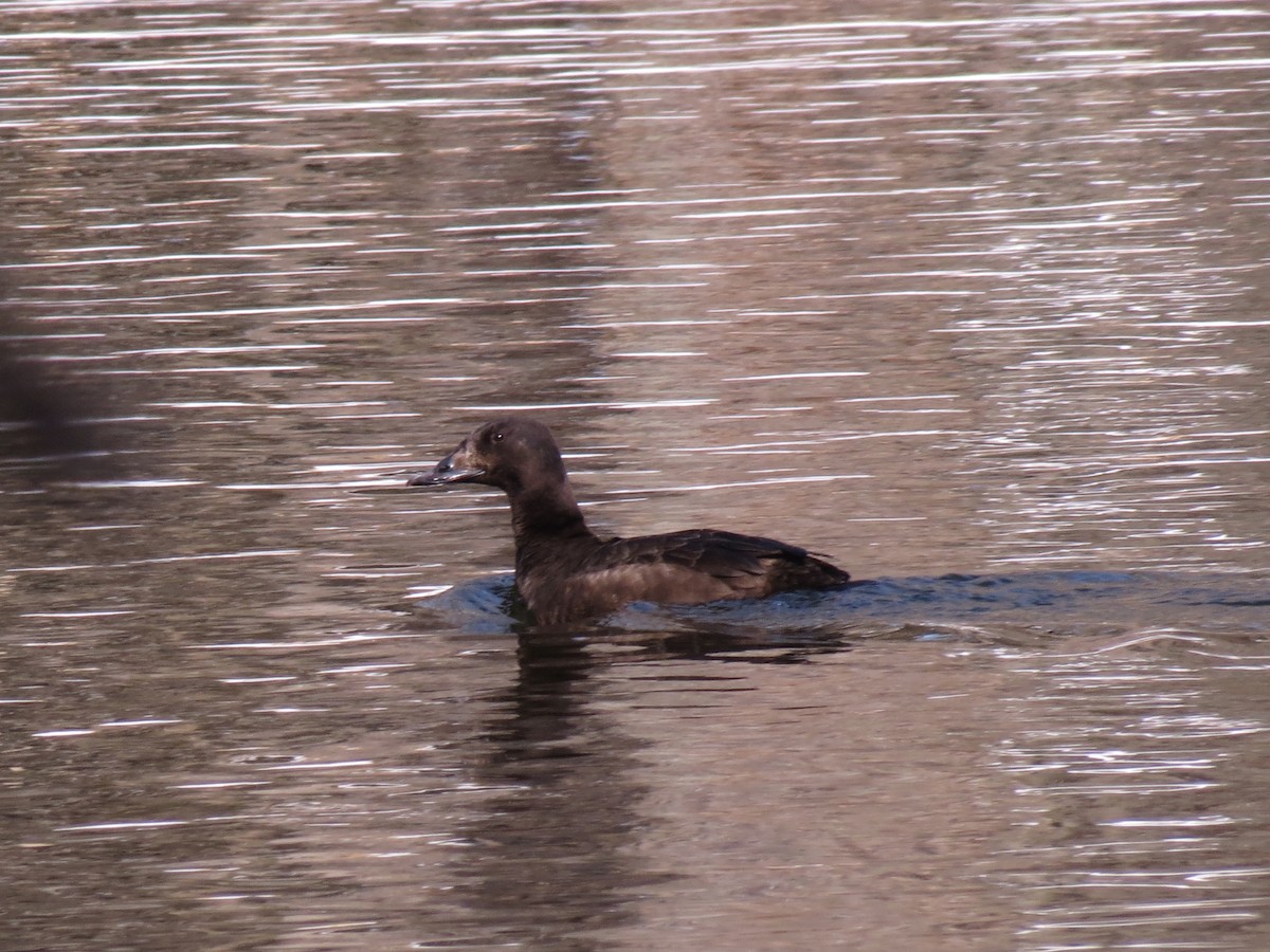 White-winged Scoter - ML128717721