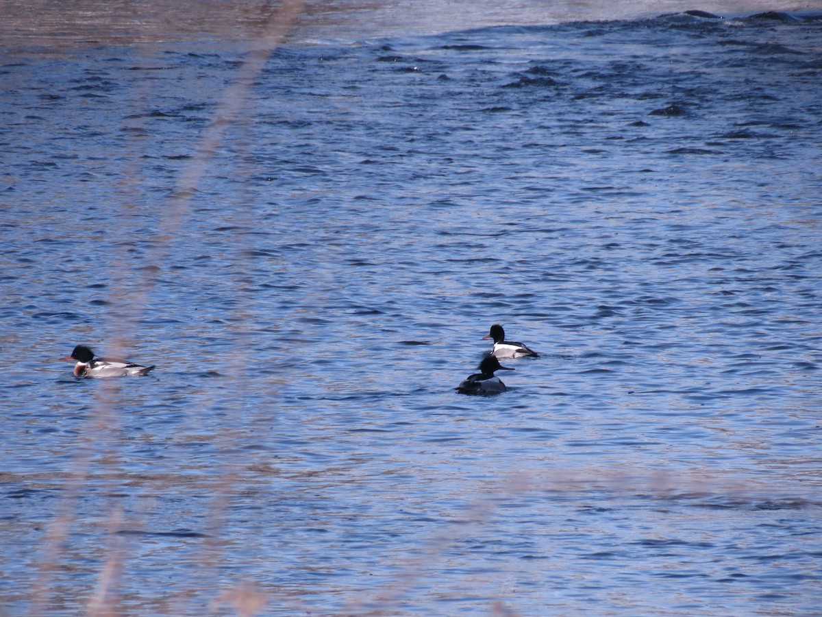 Red-breasted Merganser - ML128717751