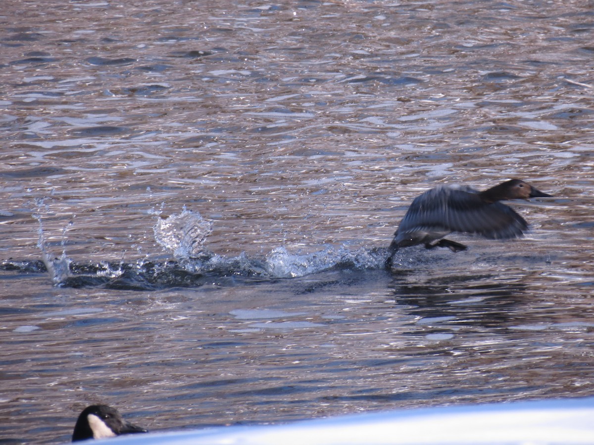 Canvasback - ML128717781