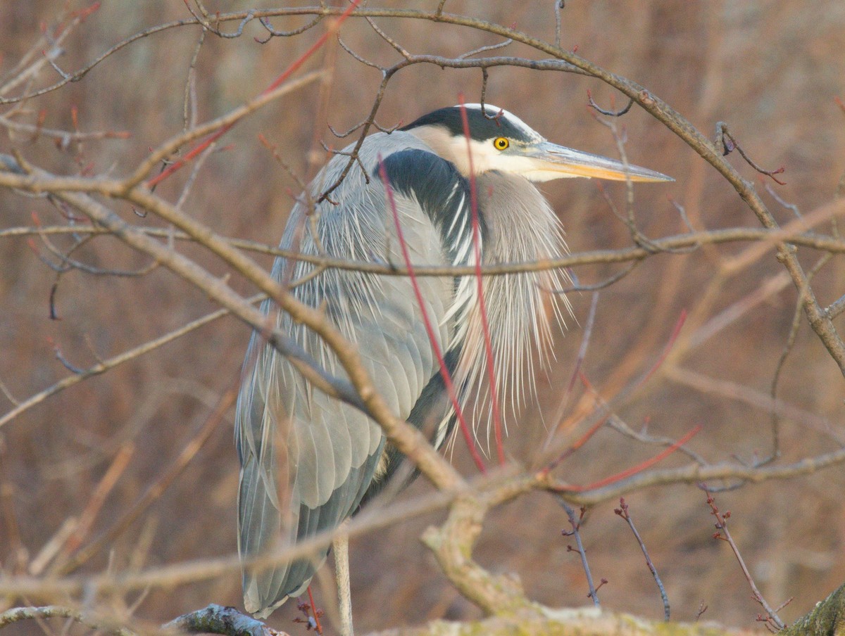 Great Blue Heron - ML128718091