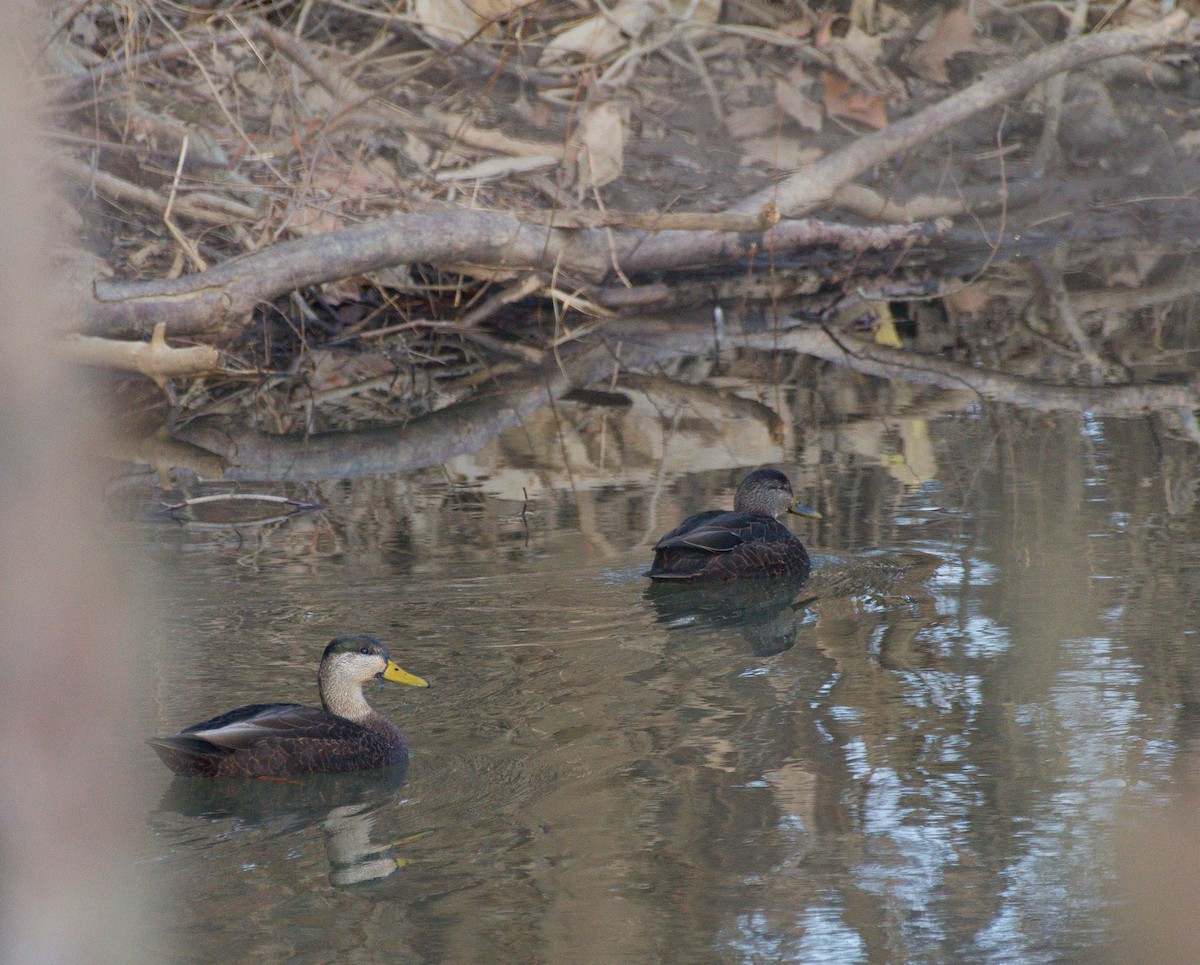 American Black Duck - Amy Downing