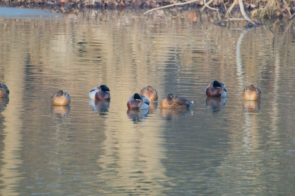 Canard colvert - ML128718241