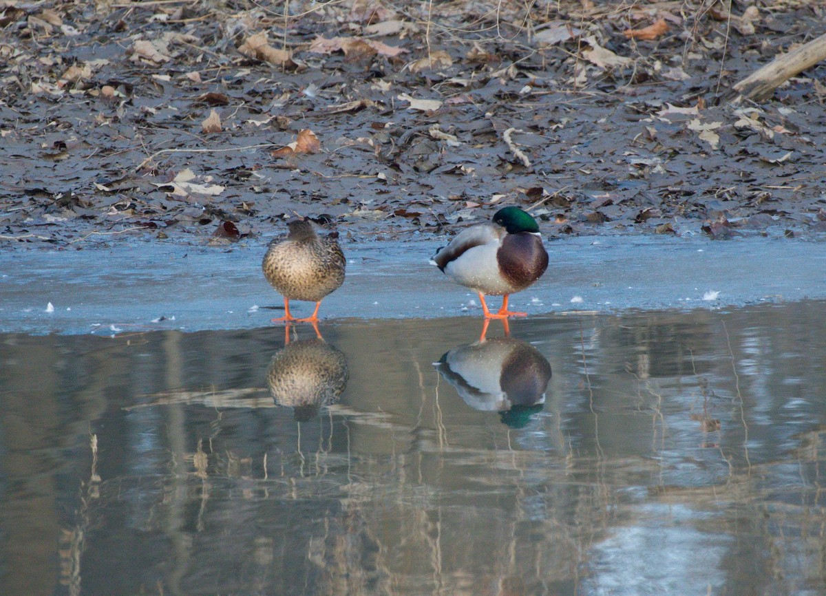 Canard colvert - ML128718251