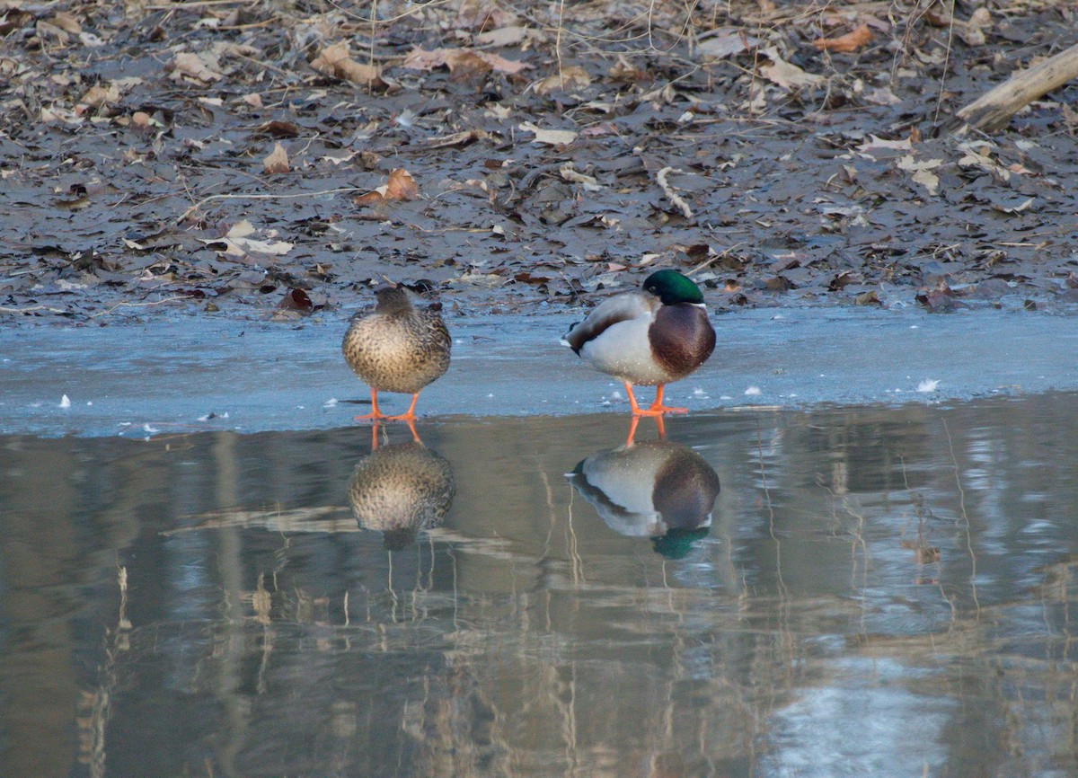 Mallard - ML128718251