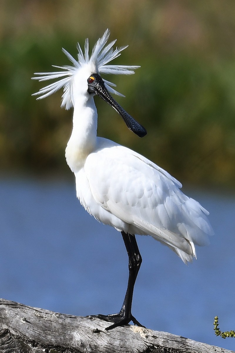 Royal Spoonbill - Michael Fuhrer