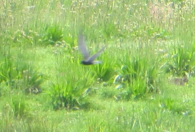 Хилэн хараалай - ML128720711