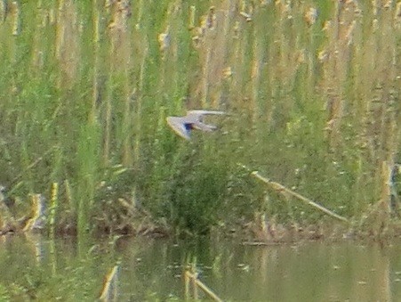 Хилэн хараалай - ML128720721