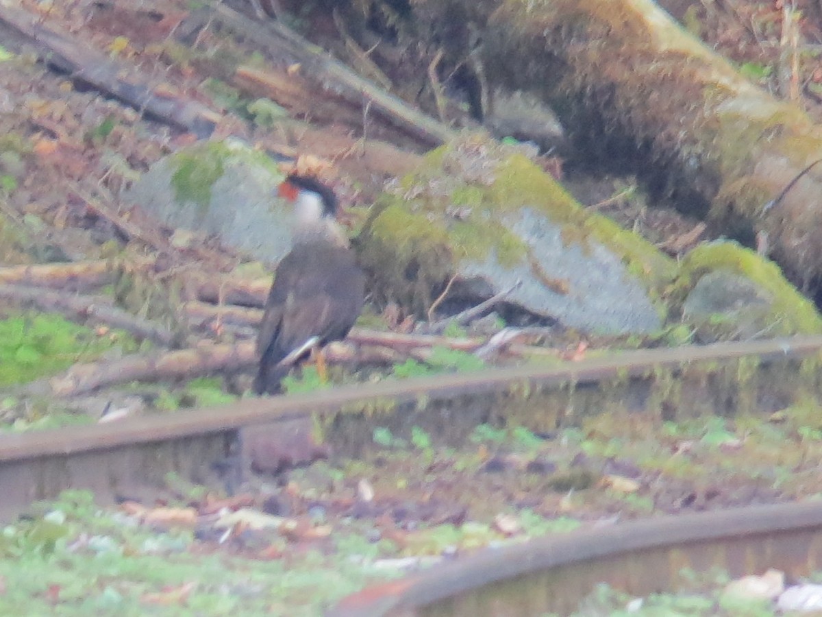 Caracara huppé (cheriway) - ML128722131