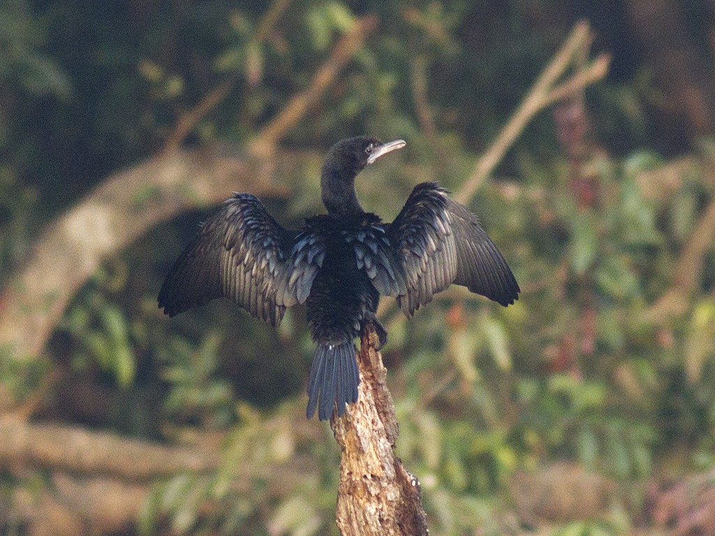 Little Cormorant - Frode Falkenberg