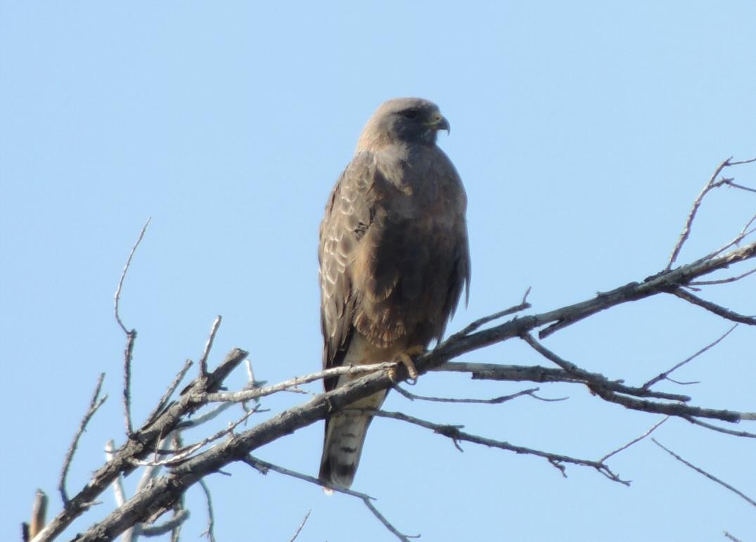 Swainson's Hawk - ML128723901