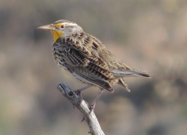 Sturnelle de l'Ouest - ML128724551