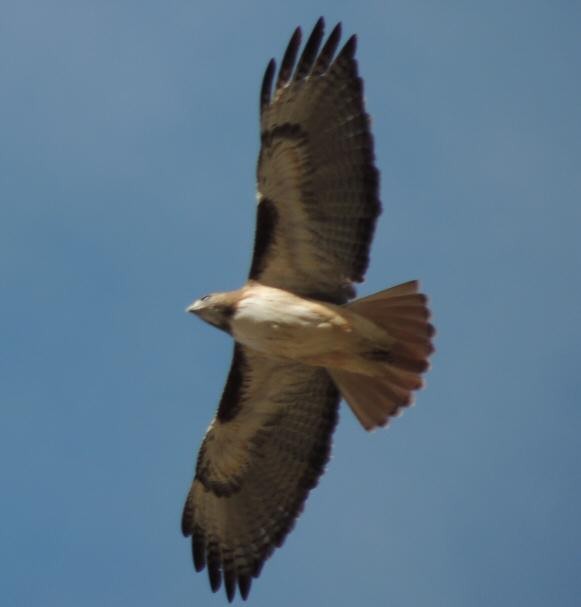 Buse à queue rousse (fuertesi) - ML128724581