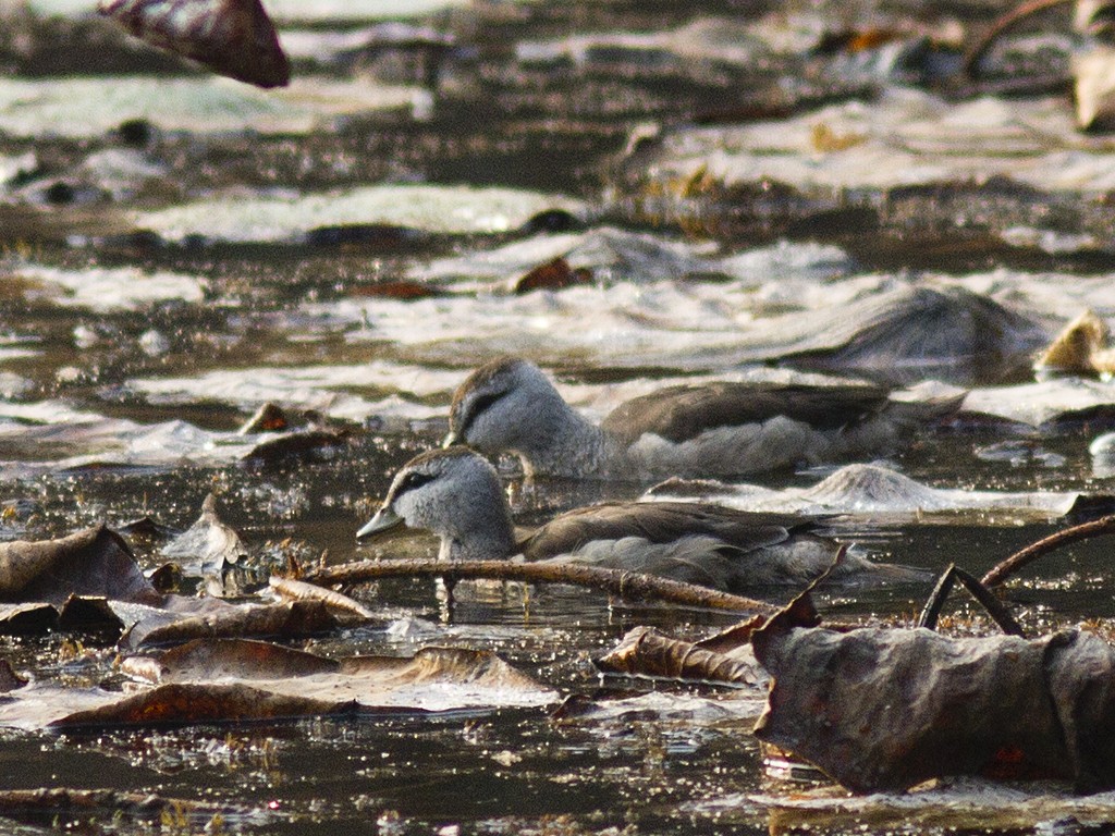 Cotton Pygmy-Goose - Frode Falkenberg