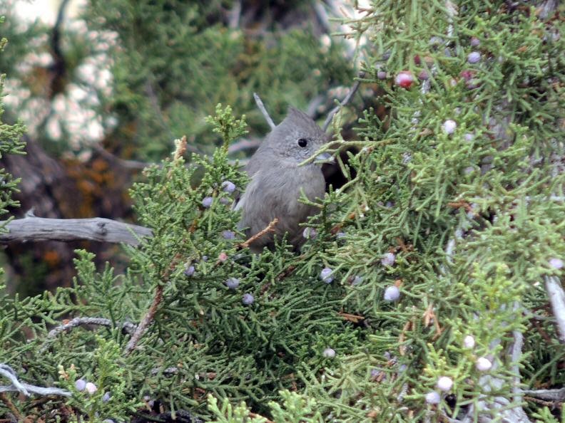 Juniper Titmouse - ML128725391