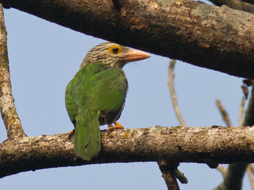 Brown-headed Barbet - Frode Falkenberg