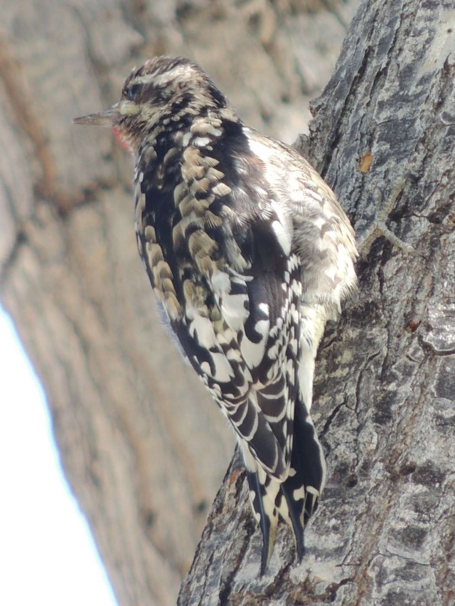 Yellow-bellied Sapsucker - ML128726891