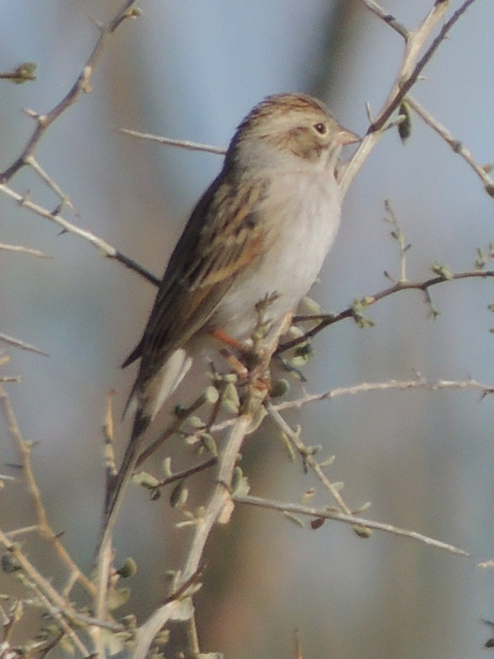 Bruant de Brewer - ML128727241