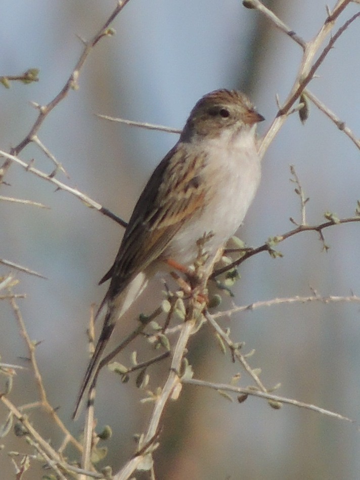 Bruant de Brewer - ML128727251