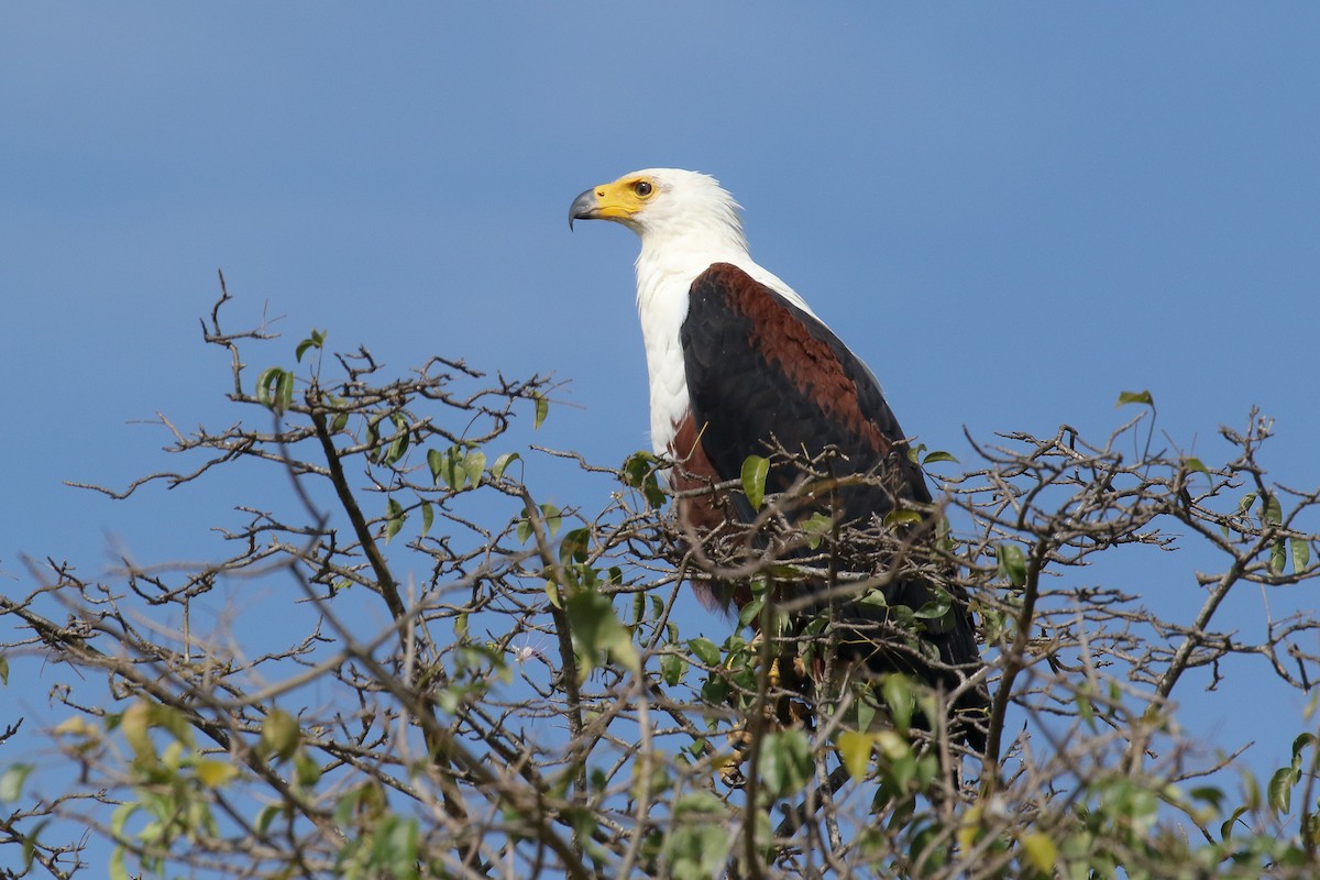 African Fish-Eagle - ML128727861