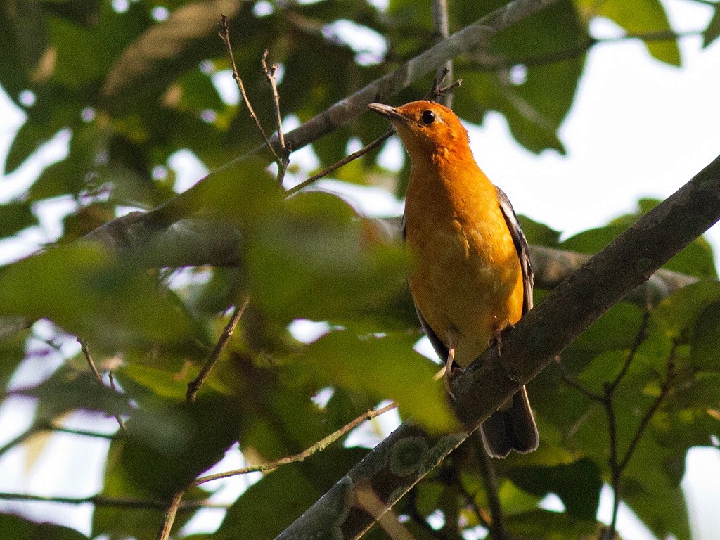 Orange-headed Thrush - Frode Falkenberg