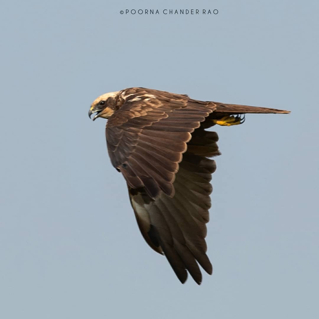 Western Marsh Harrier - ML128728241