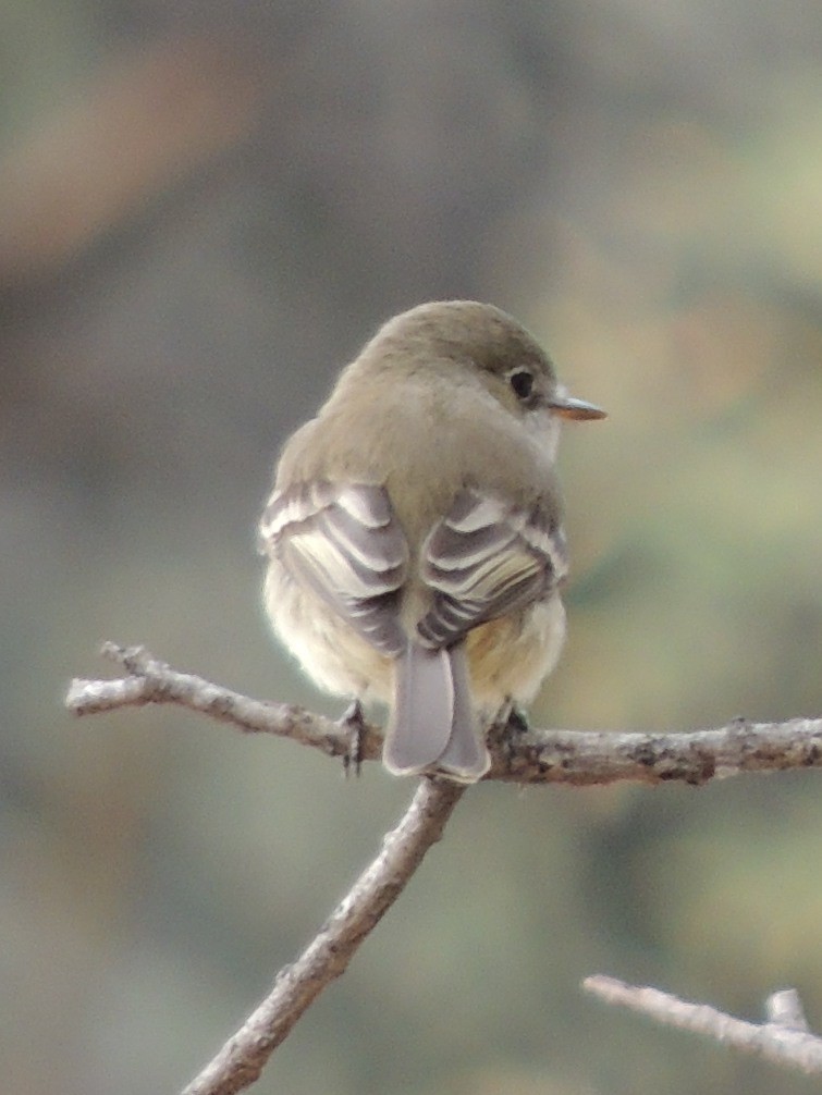 Gray Flycatcher - ML128728391