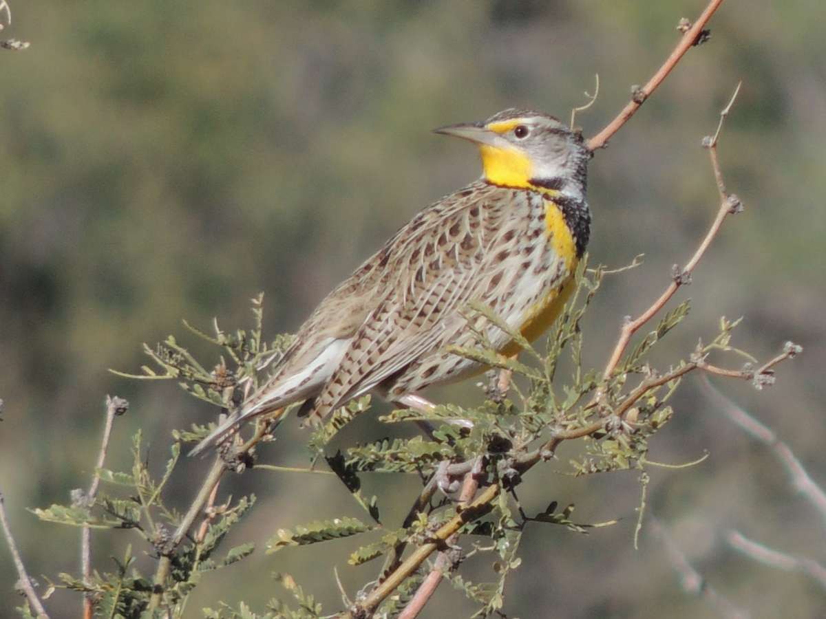 Sturnelle de l'Ouest - ML128728721