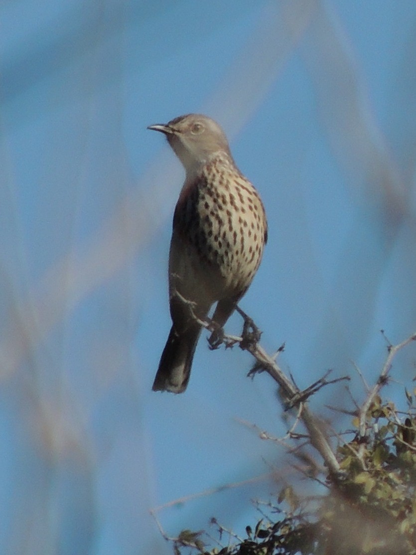 Moqueur des armoises - ML128728741