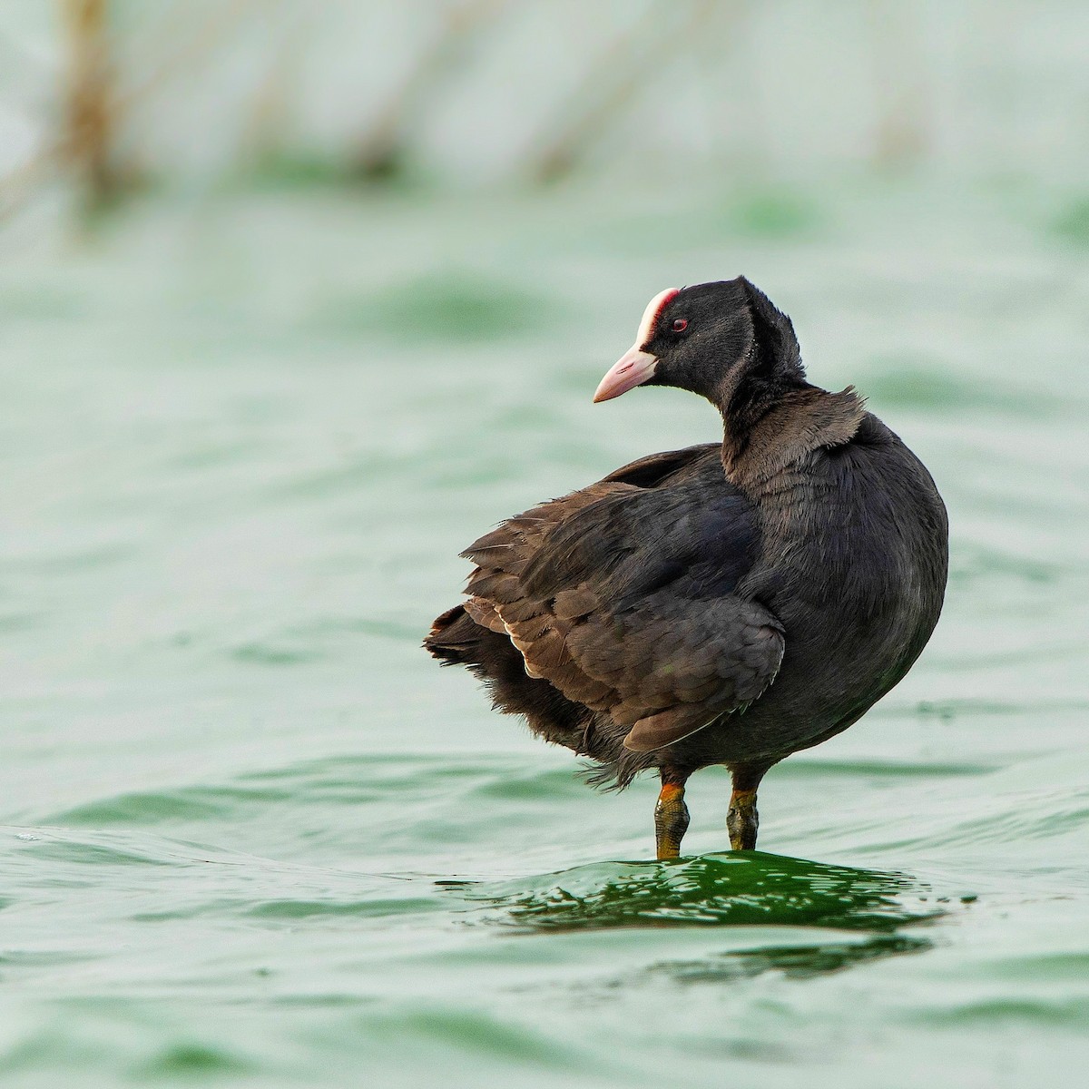 Eurasian Coot - ML128729041