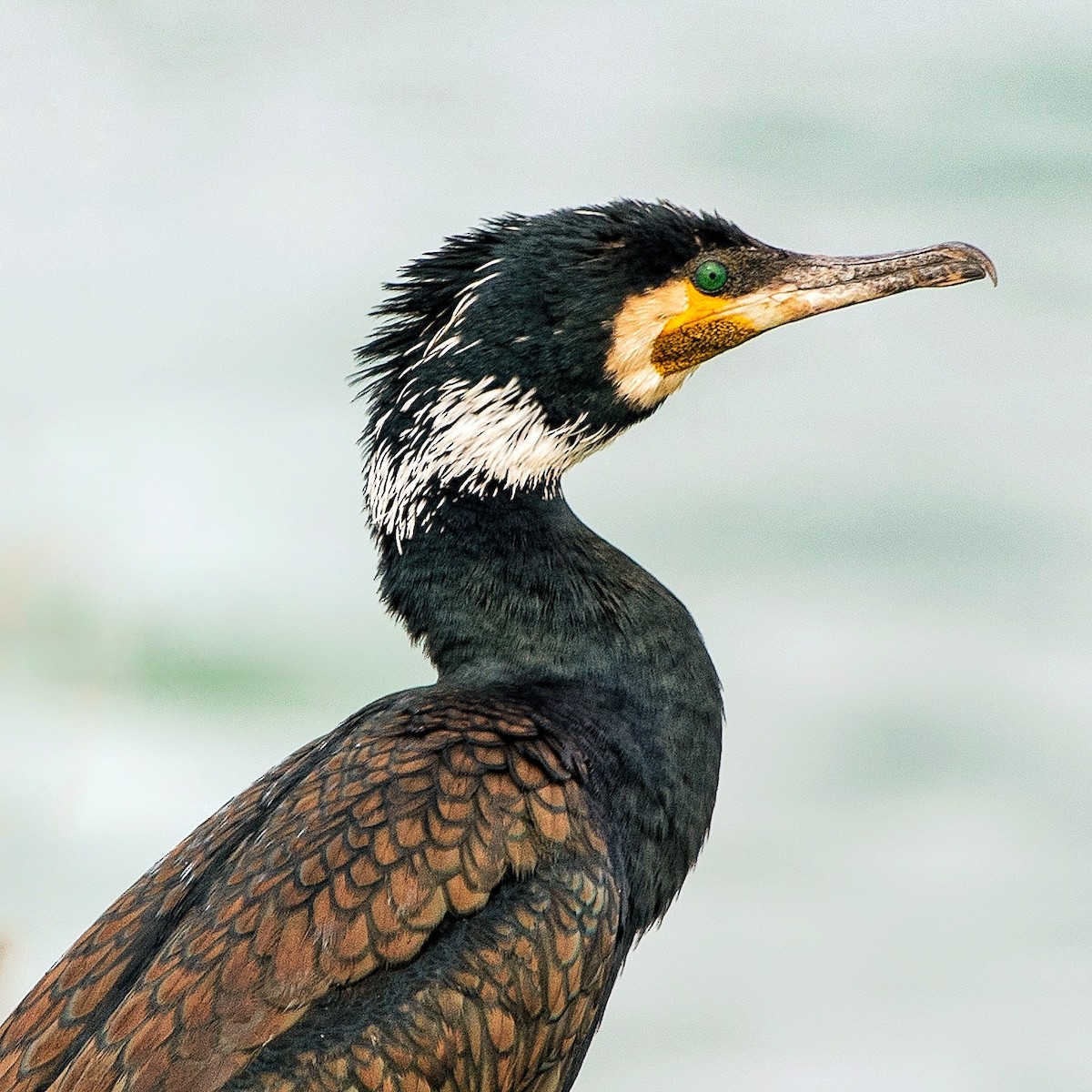 Cormorán Grande - ML128729161