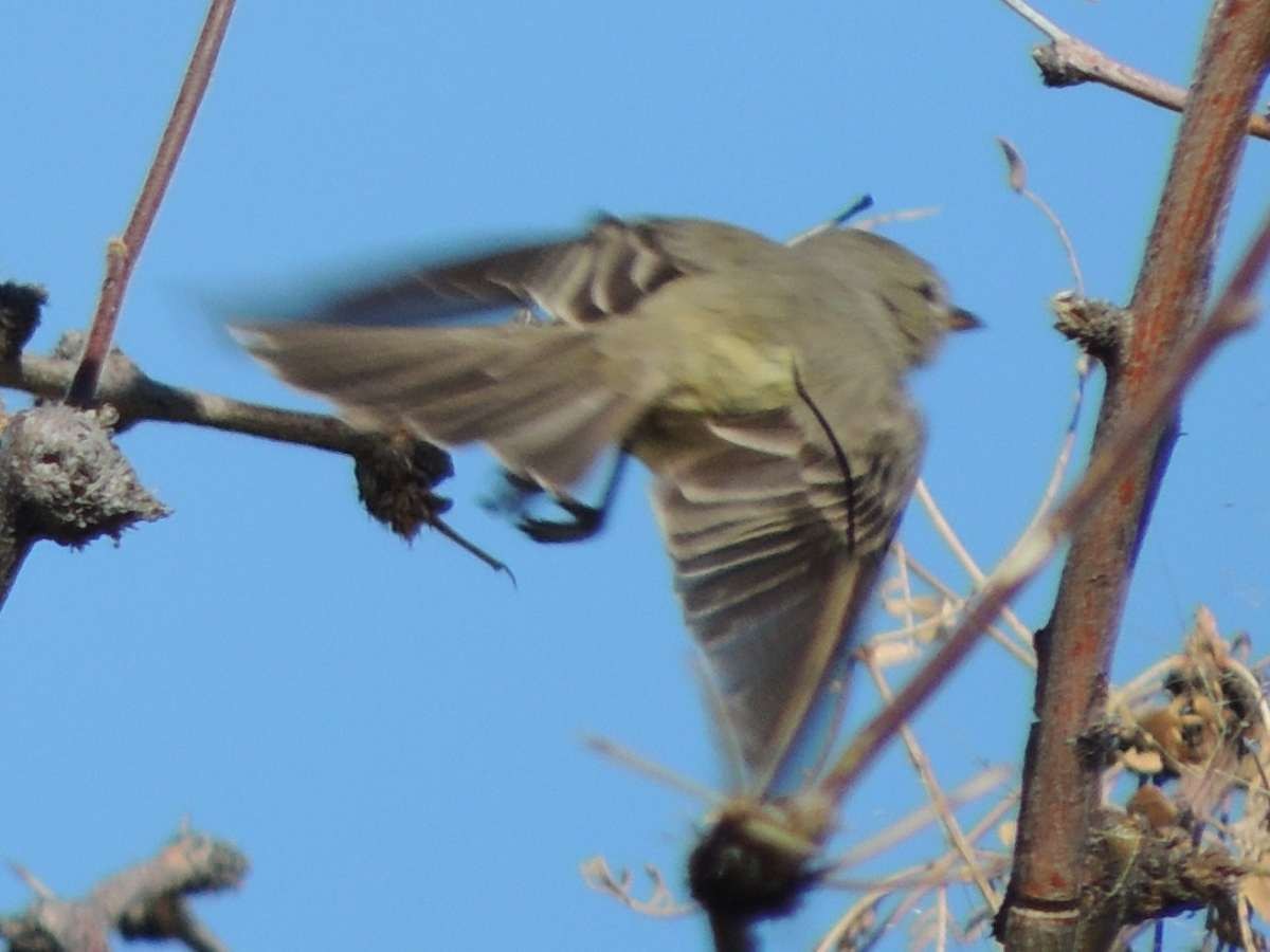 Northern Beardless-Tyrannulet - Paul Suchanek