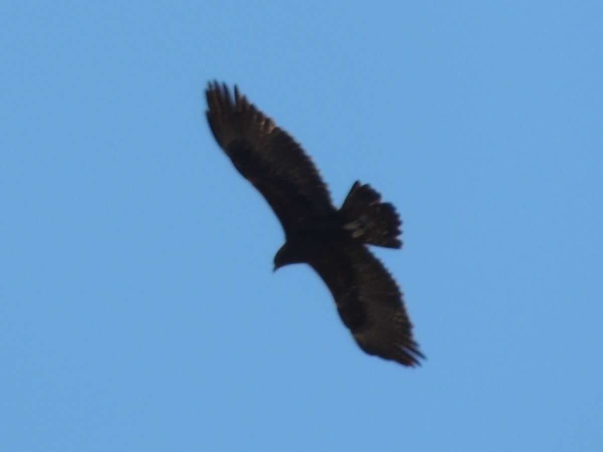 Golden Eagle - ML128729411