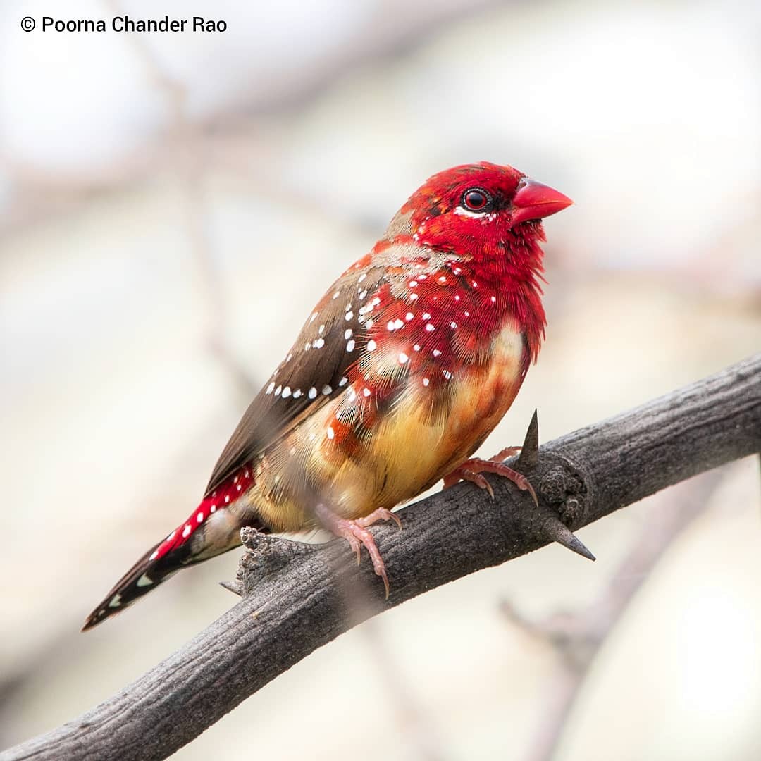 Red Avadavat - ML128729841