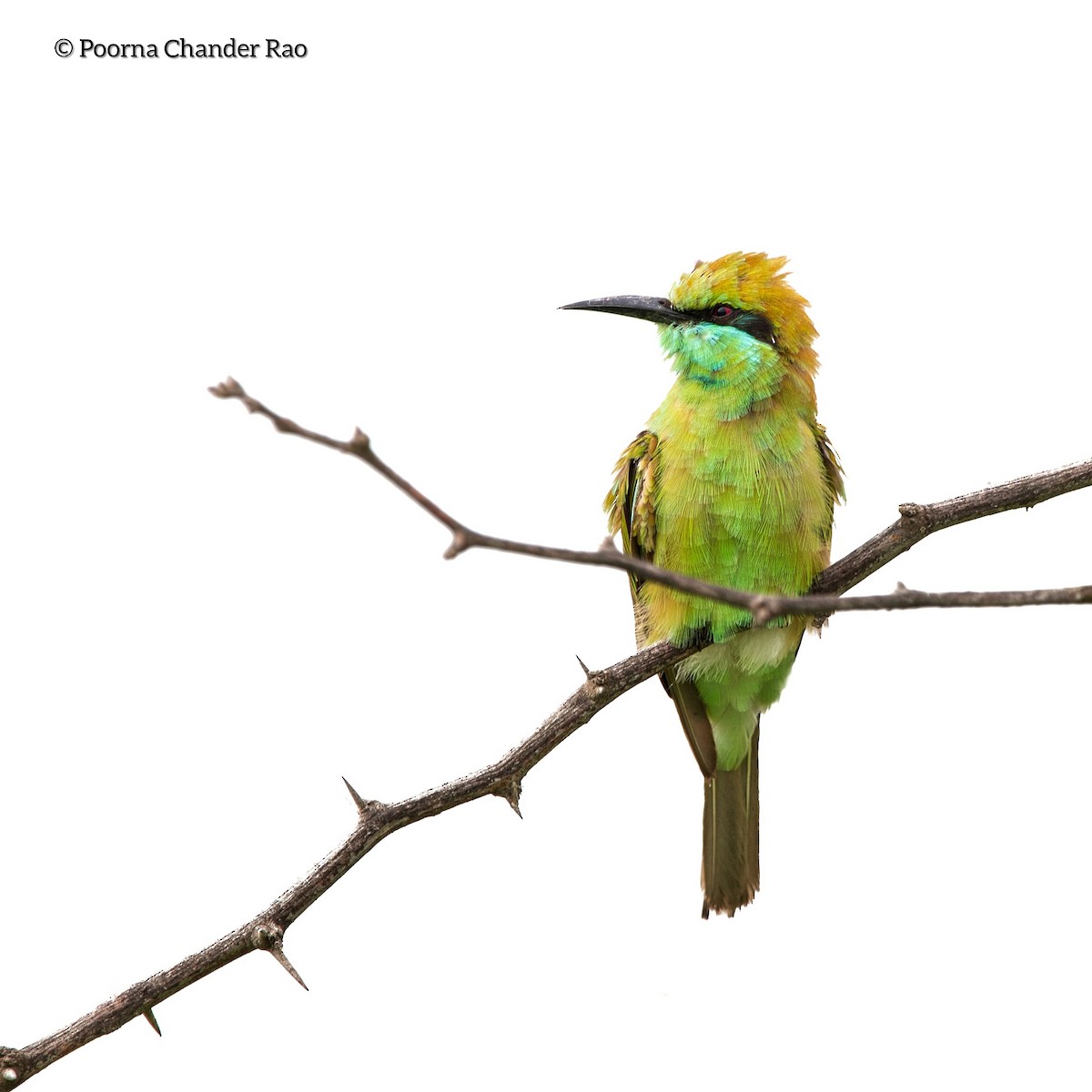 Asian Green Bee-eater - ML128730111