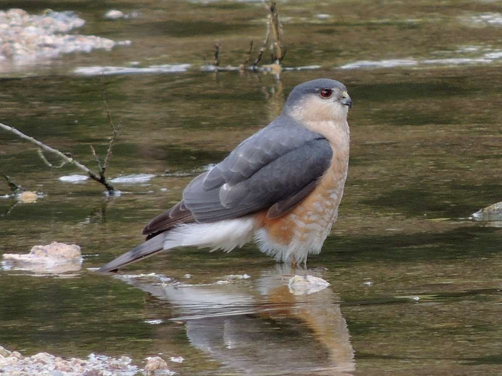 Sharp-shinned Hawk - ML128730651