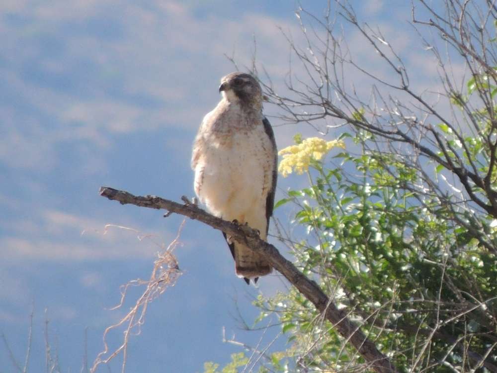 Swainson's Hawk - ML128731601