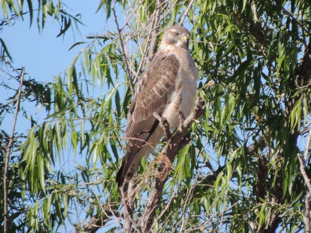 Swainson's Hawk - ML128731611