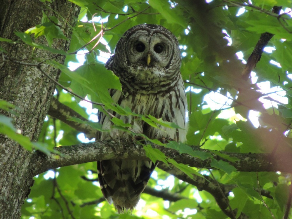 Barred Owl - ML128731901