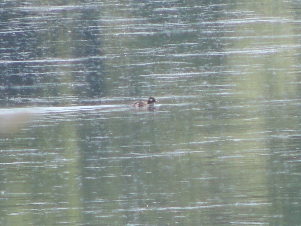 Bufflehead - ML128731921