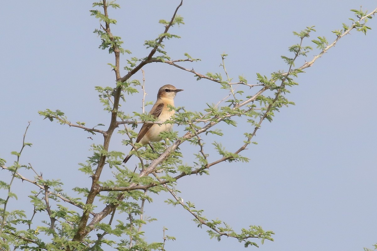 Northern Wheatear - ML128732281