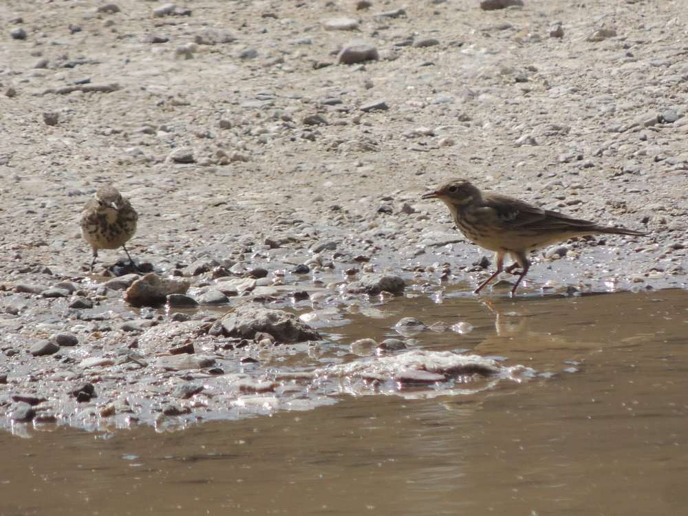 American Pipit - ML128732811